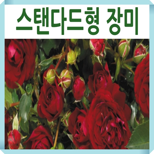 정원장미나무 묘목 스탠다드형 프라이드 개화주 : 경동농원