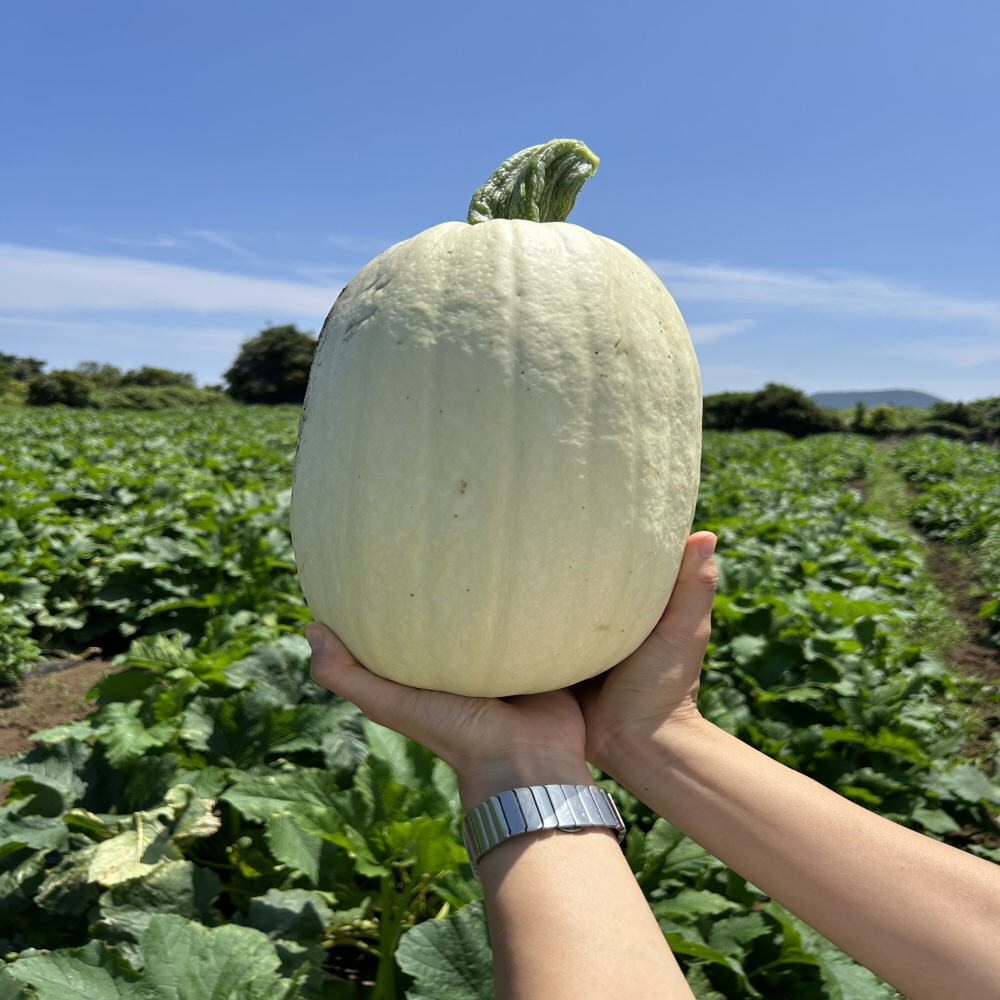 제주 국수호박 3kg 5kg : 제주올팜
