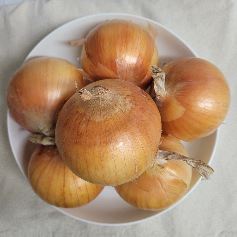 햇양파 국산 창녕 저장용 장아찌 양파 중소 3kg 5kg : 윤팜상회