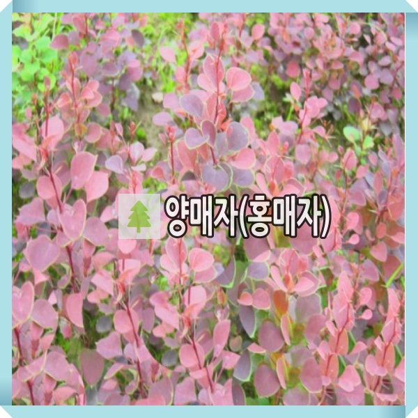 양매자나무 묘목 홍매자 키50cm 4주묶음 : 경동농원