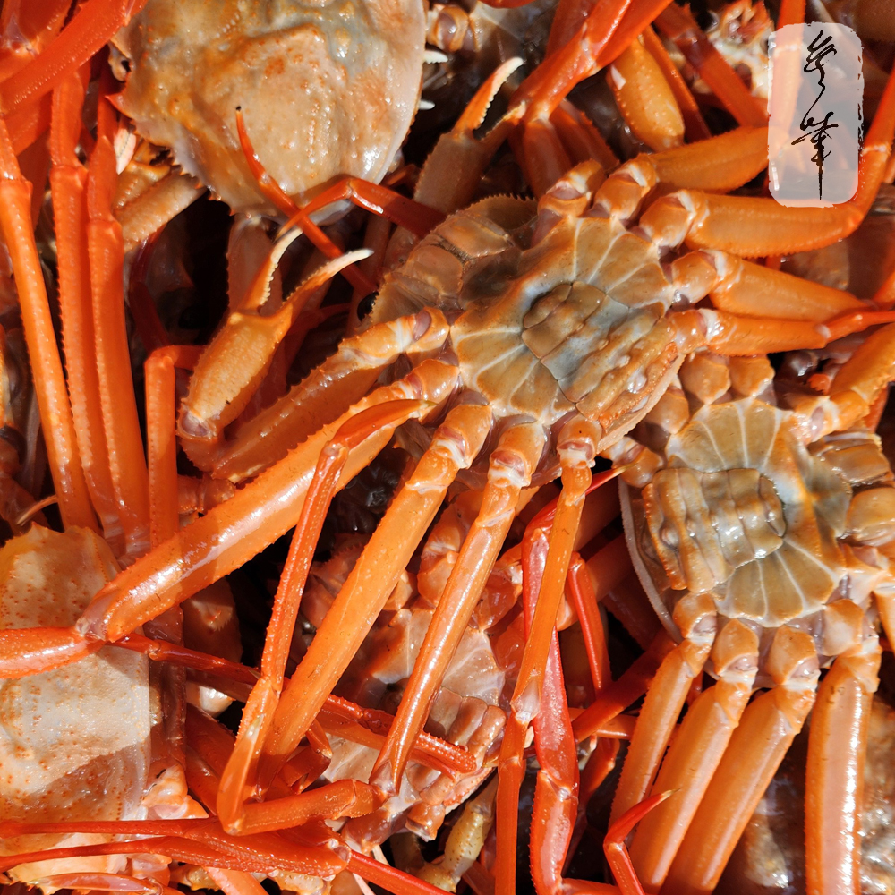 [선주직송] 무화수산 동해안 홍게 영덕대게 생물 자숙 수율보장 : 무화 상회