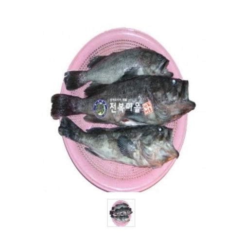 우럭1kg 1마리 생우럭 조피볼락 우럭매운탕 우럭찜 생선구이(조업당일발송상품) : 전복마을