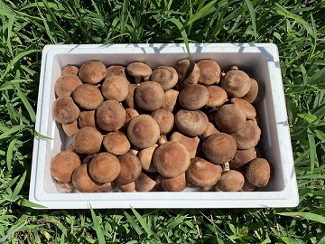 유진농원 생표고버섯 1kg : 진주시장