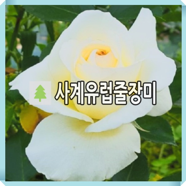 사계유럽 줄장미나무 묘목 스니왈츠 개화주 : 경동농원