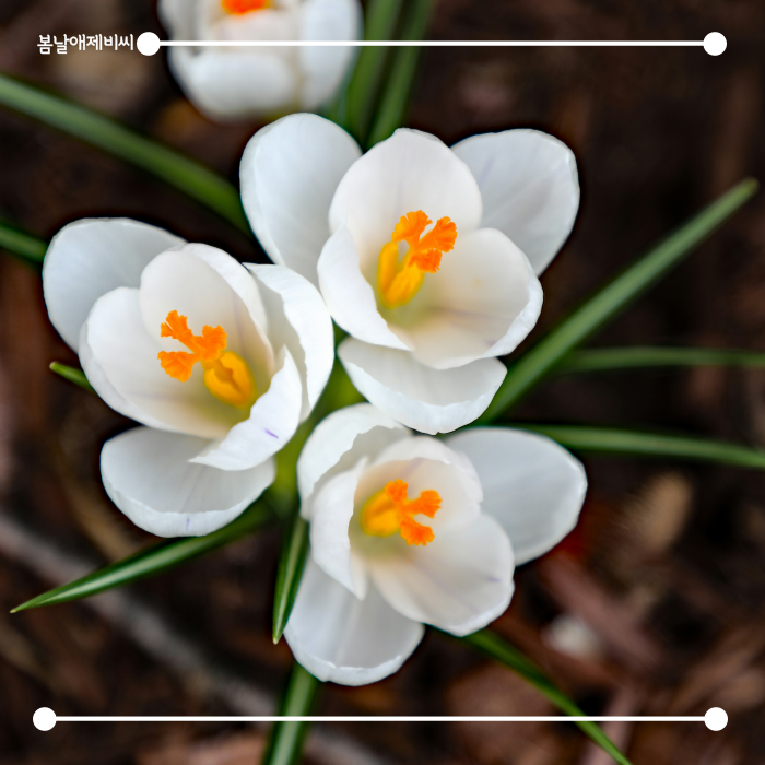 [봄날애제비씨] Crocus, 크로커스 추식 구근 식물키우기 : 봄날애제비씨