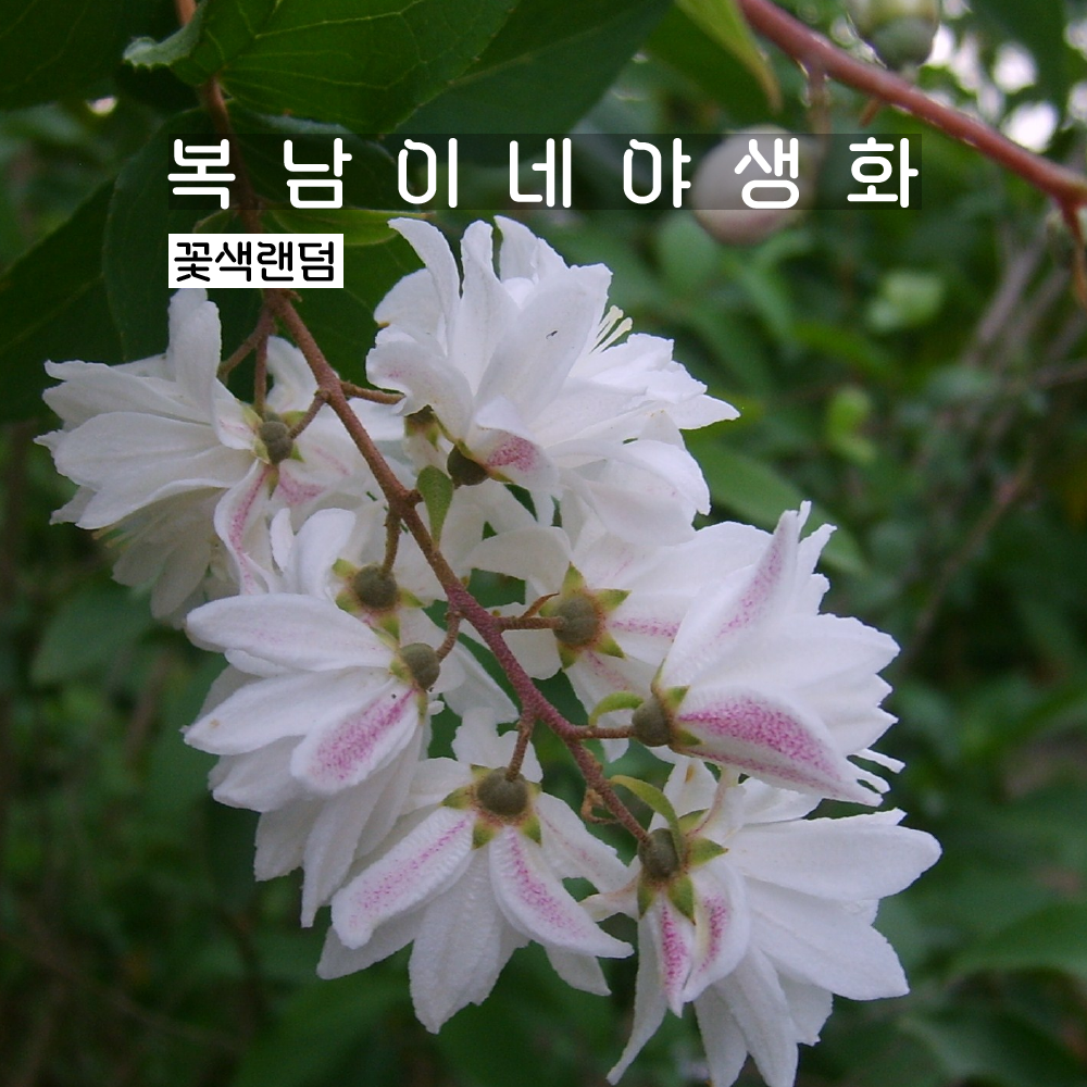 만첩빈도리 꽃색랜덤 [3포트 복남이네야생화 모종 말발도리 deutzia] : 복남이네야생화