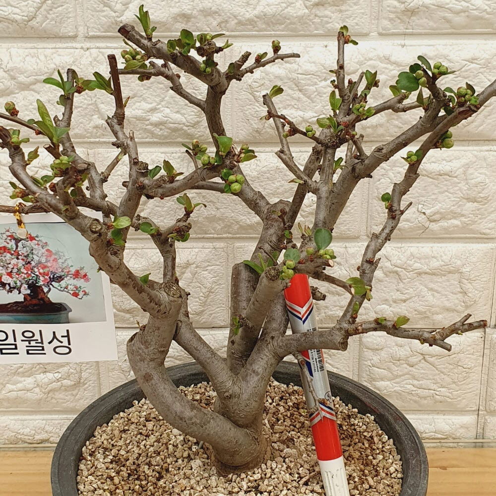 일월성 명자나무200 : 샬롬꽃농원