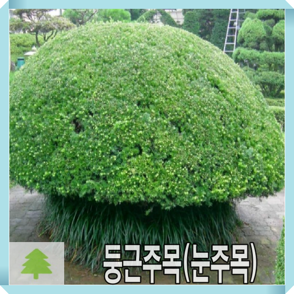 둥근 주목나무 묘목 눈주목 키40cm 2주묶음 : 경동농원