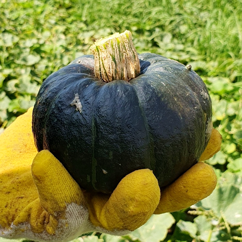제주 올러브 농장 미니 단호박 보우짱 밤호박 3kg 5kg 10kg : 제주 올러브