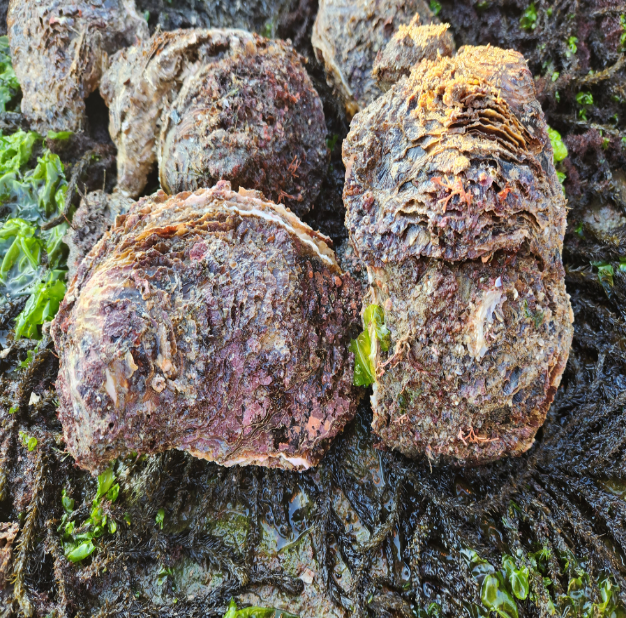 거제굴 자연산 바위굴 해녀굴 자연산굴 석화찜 생굴무침 통영굴 : 꽁 지 마 켓