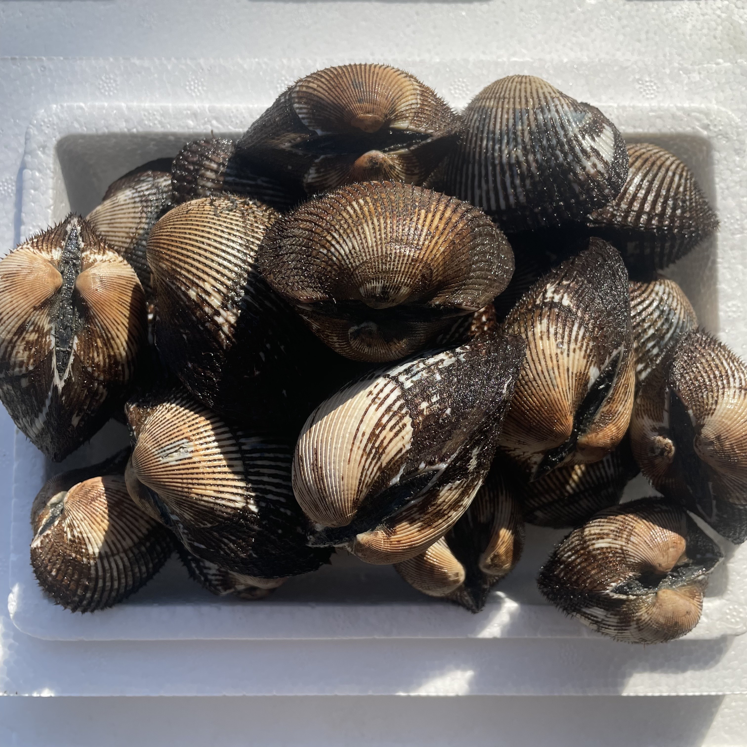국내산 벌교 피꼬막 1kg (23미 내외) 산지직송 피조개 쫄깃 달콤 고소 당일 조업 : 보비안