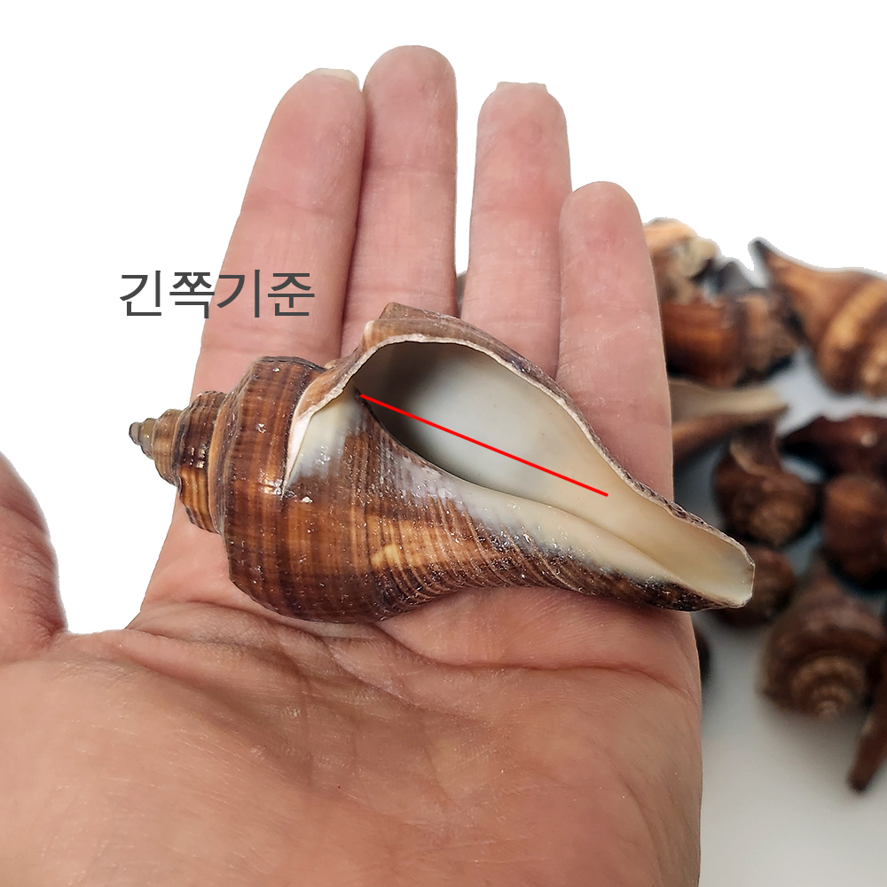 브라운쉘 소라게껍데기 소라게쉘 : 달다란