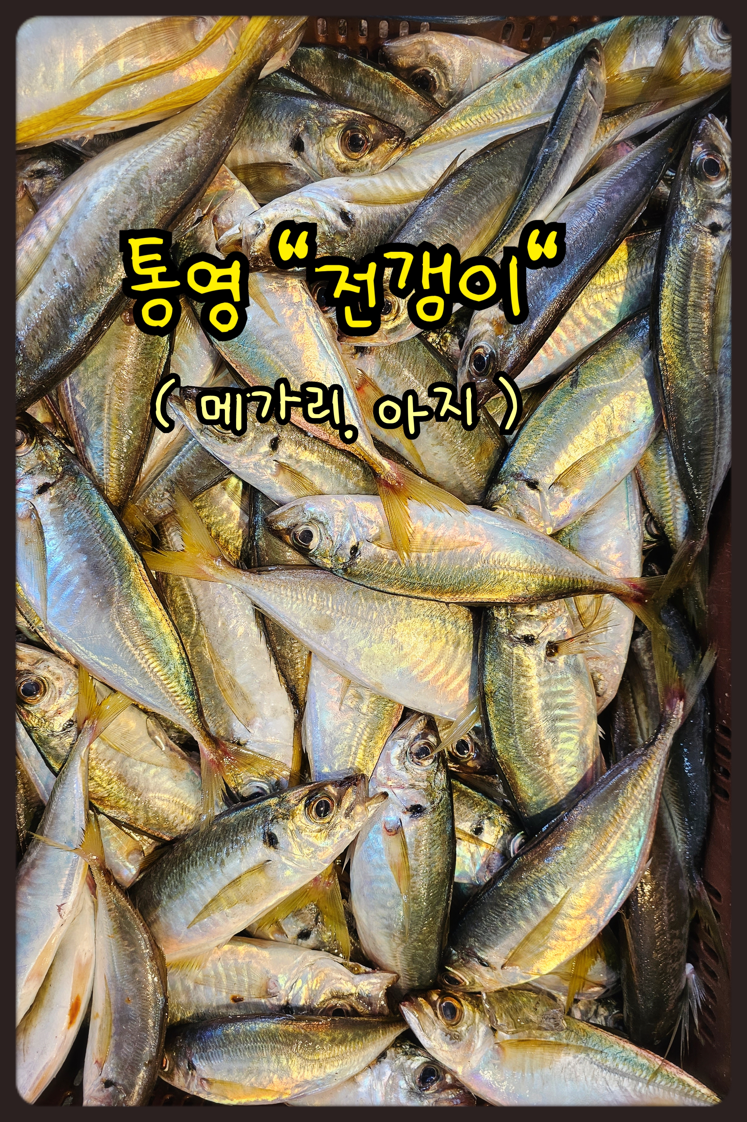 통영 제철 전갱이 메가리 생선 아지 싱싱한 제철 전갱이 구이 조림 : 통영 해물세상