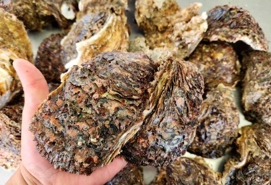 거제굴 자연산 바위굴 해녀굴 자연산굴 석화찜 생굴무침 통영굴 : 꽁 지 마 켓