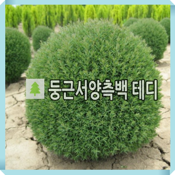 둥근측백나무 묘목 테디 키30cm : 경동농원
