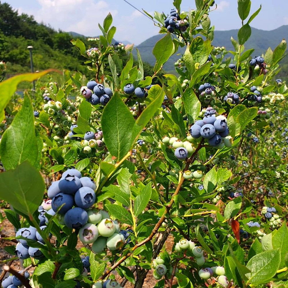 농장직송 국산 유기농 블루베리 1Kg (생과/급냉) : 농부가어부바