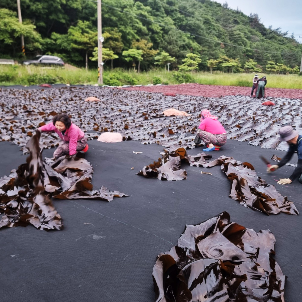 다시마 친환경 고흥 금산 햇 건다시마 100g : 오앤디상회몰