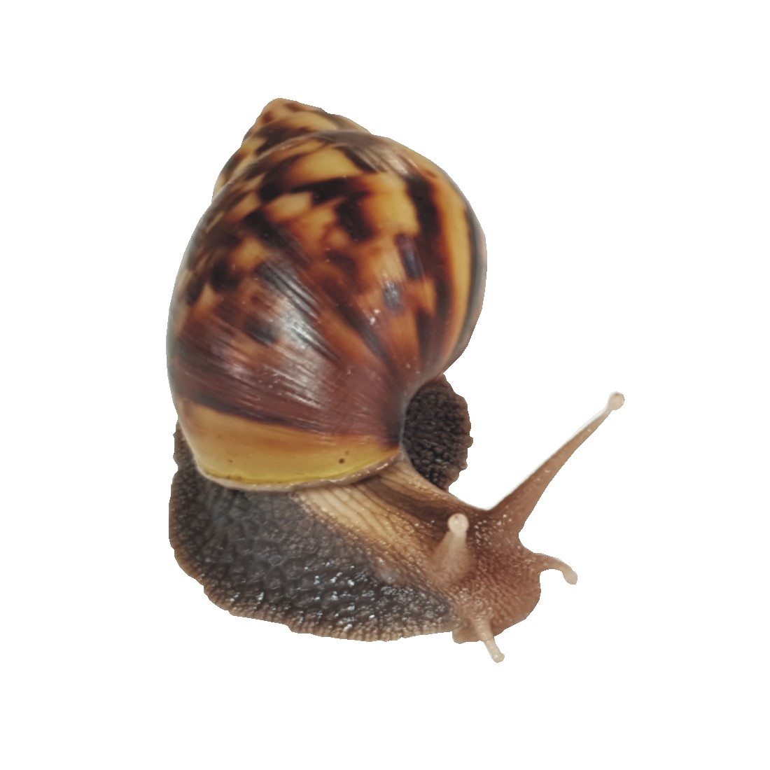애완 달팽이 금와 2~3cm : 팽이랑농원