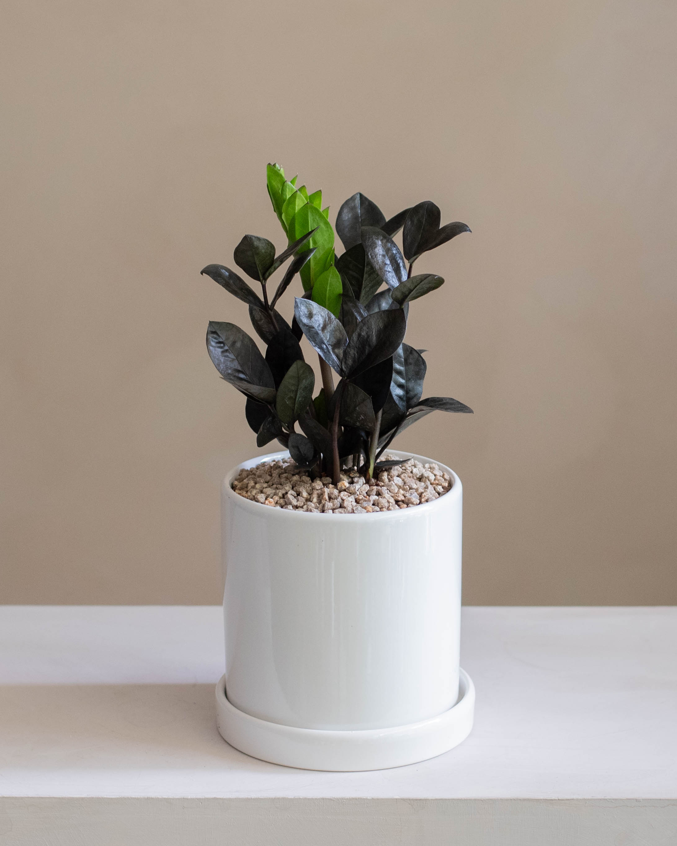 검정색 금전수 블랙금전수 레이븐 개업식물 화분선물 공기정화식물 : SOLLER PLANT