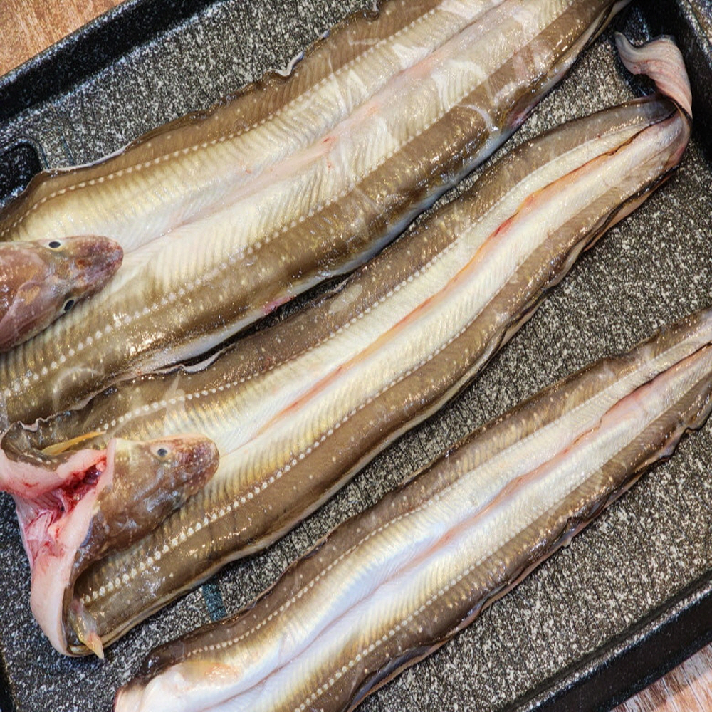 통영산 바다장어 1kg 당일바리 손질 대왕장어 : 홍게선주 딸래미네