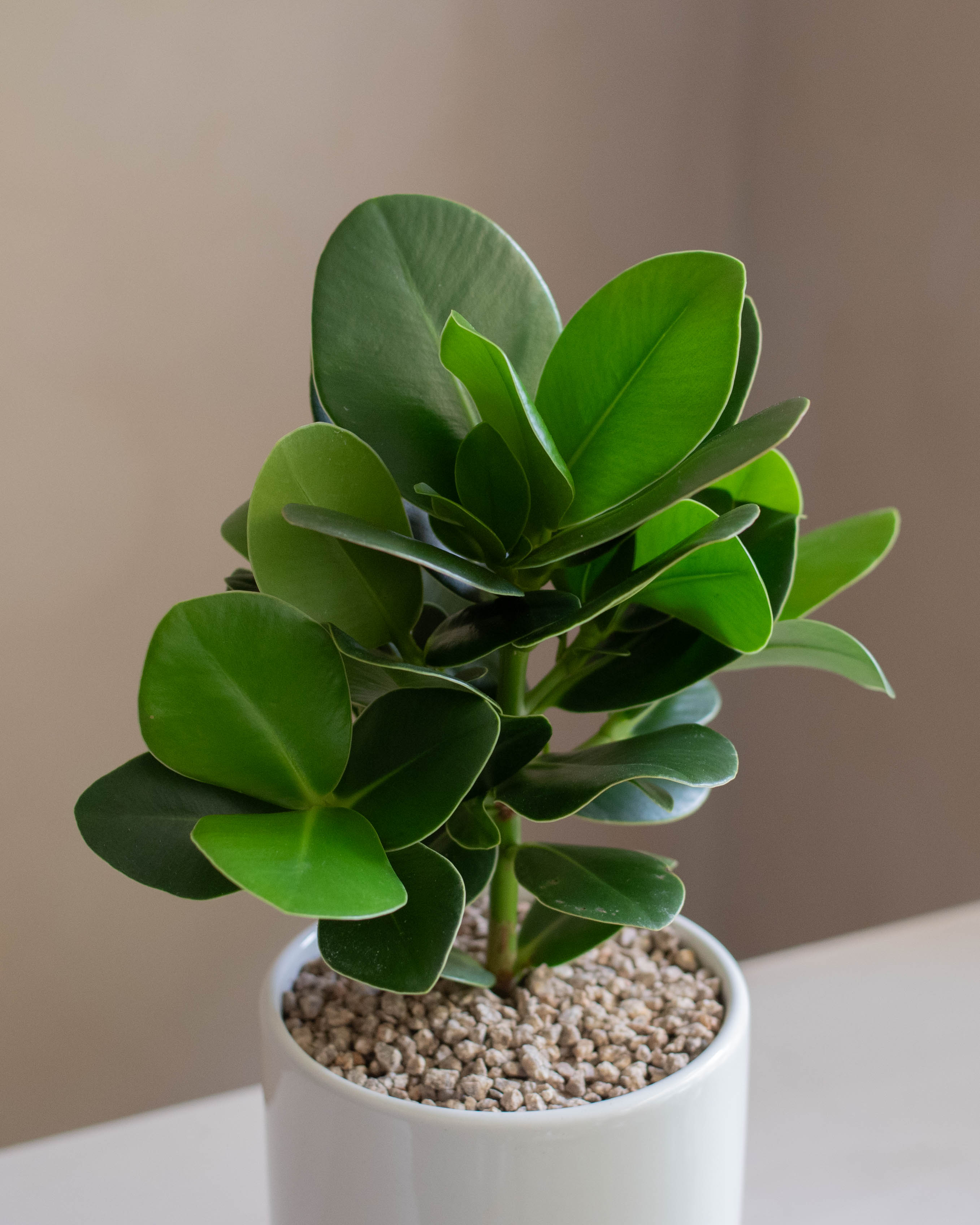 반음지 그늘 키우기쉬운 실내식물 반려식물 크루시아 개업화분 집들이선물 : SOLLER PLANT