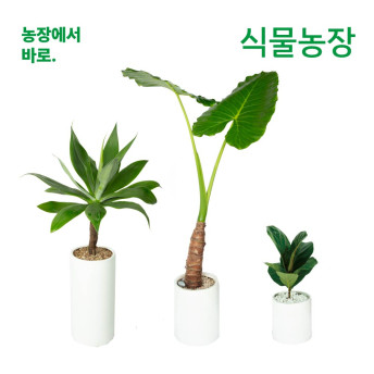 강릉 화환배달 양양 근조화환 축하 개업화분 장례 장례식 꽃배달 결혼 결혼식 동해시 : 축하화환 근조화환 개업화분