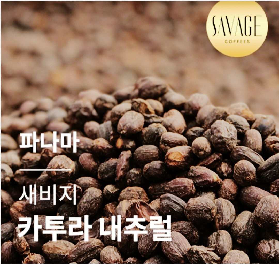 파나마커피 새비지 카투라 N (200g) 스페셜 커피의 진수를 느끼실겁니다 : 런트커피