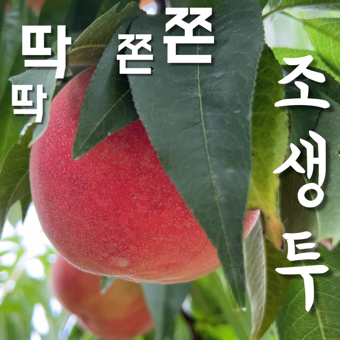 팜블리네 햇살어린복숭아 신비 백도 황도 천중도 미황 천도 마도카 엘바트 딱딱이 말랑이 복숭아 : 집앞애딸기