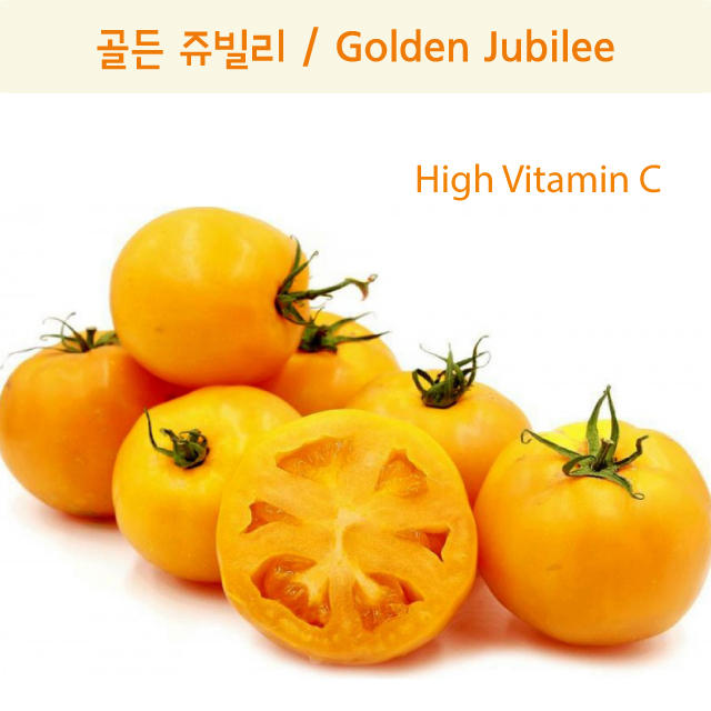 골든 쥬빌리 Golden Jubilee 달콤한 희귀토마토 교육용 체험용 세트 : 나만아는