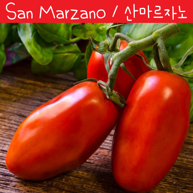 산마르자노 San Marzano 큰 토마토 소스용 가보토마토 에얼룸 희귀토마토 모종 : 나만아는