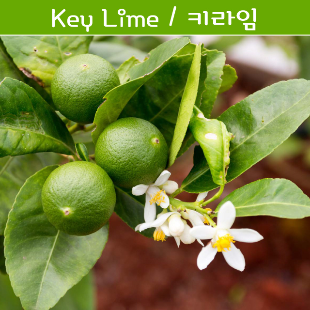 키라임나무 나만의라임 Key Lime 라임키우기세트 교육용 체험용 : 나만아는2