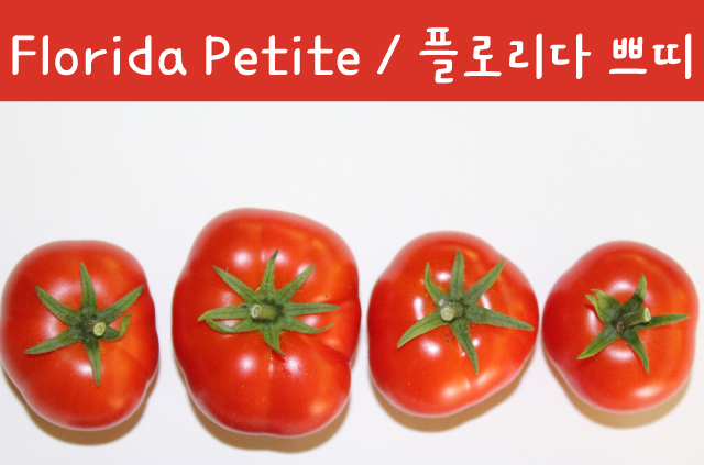플로리다 쁘띠 Florida Petite 희귀 난쟁이 수경재배토마토 교육용 체험용세트 : 나만아는
