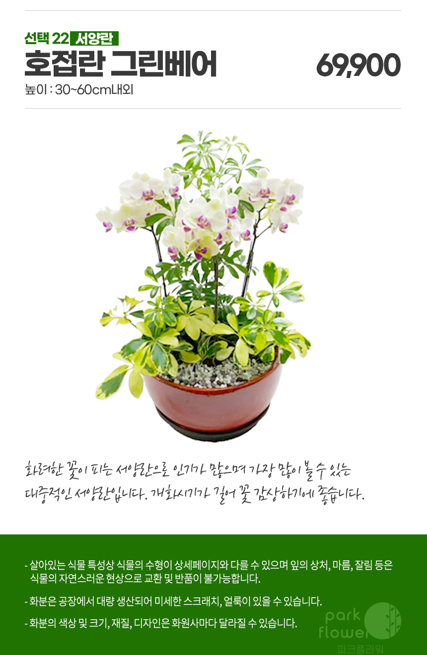 서양란 호접란 그린베어 : 파크플라워