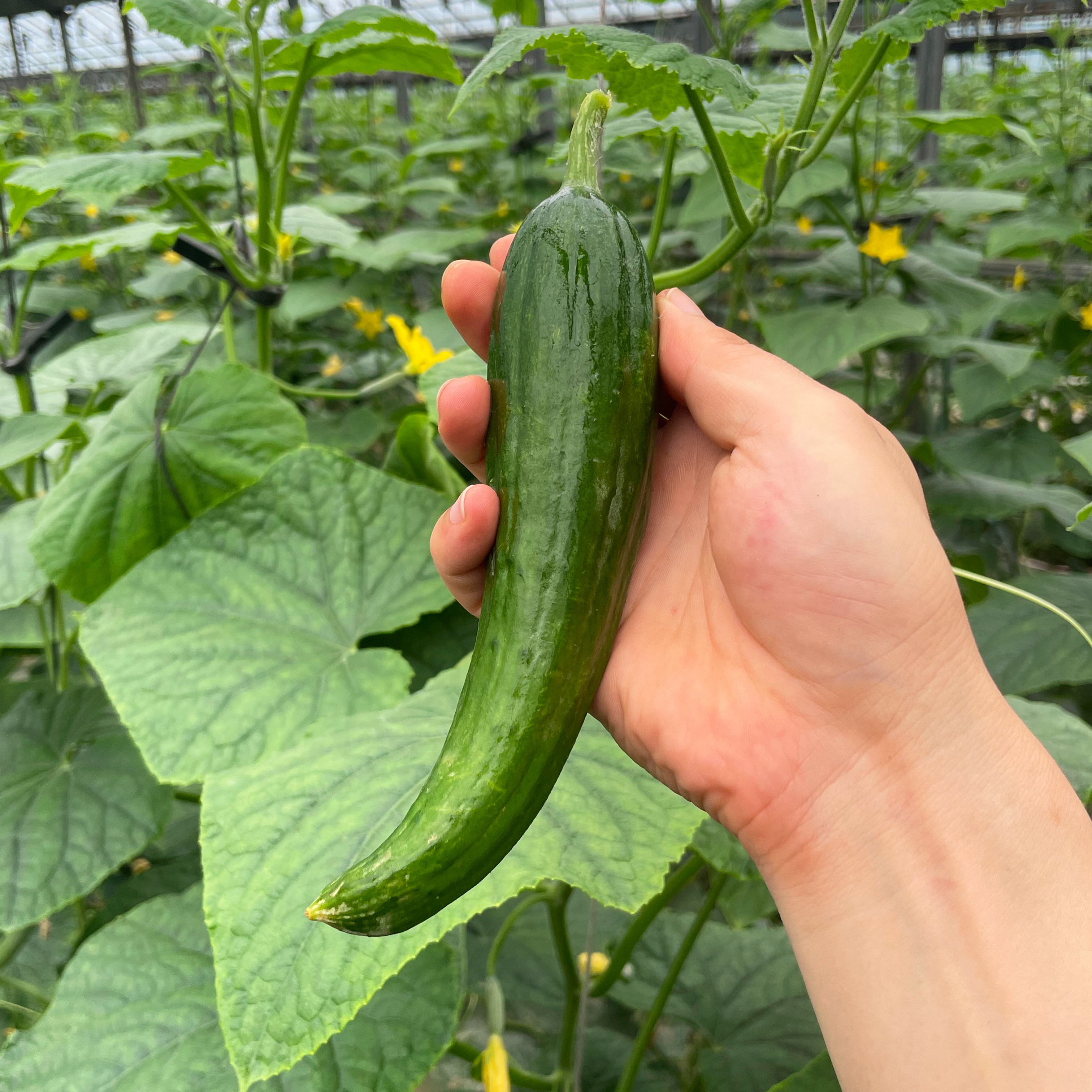 오이 오이지 스낵 피클용 못난이 미니 미인오이 1.5kg 3kg 5kg : 양주농부이범석