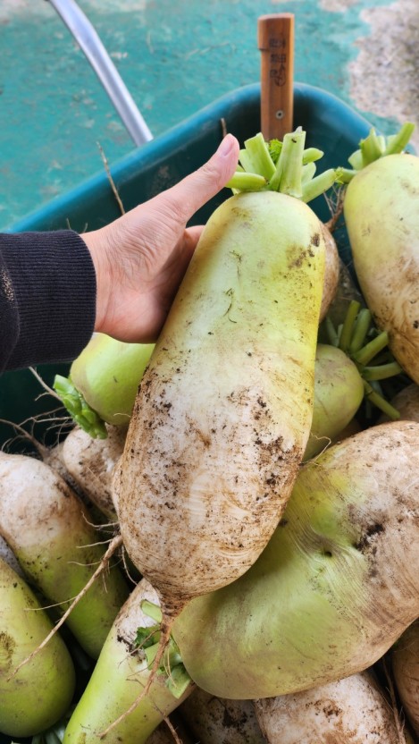 무 흙무 세척무 김장무 겨울무 무우 5kg, 10kg : 로깅