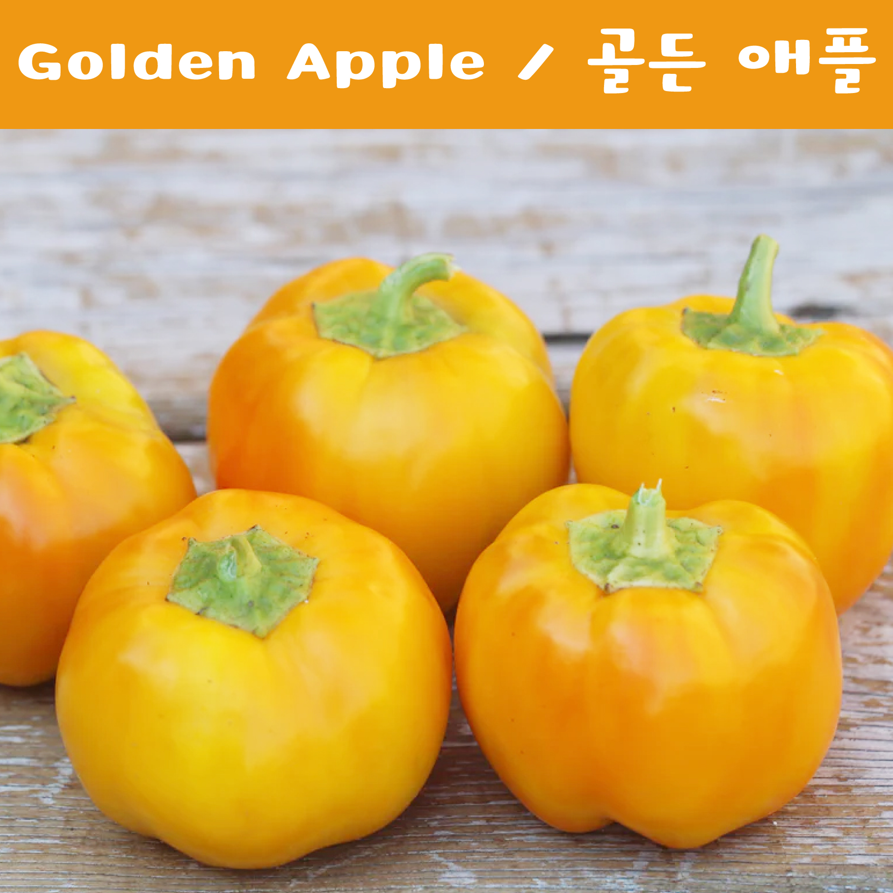 골든애플 피멘토 파프리카 Golden Apple Pimento 달콤하고 희귀한  파프리카 희귀고추  교육체험용 세트 : 나만아는