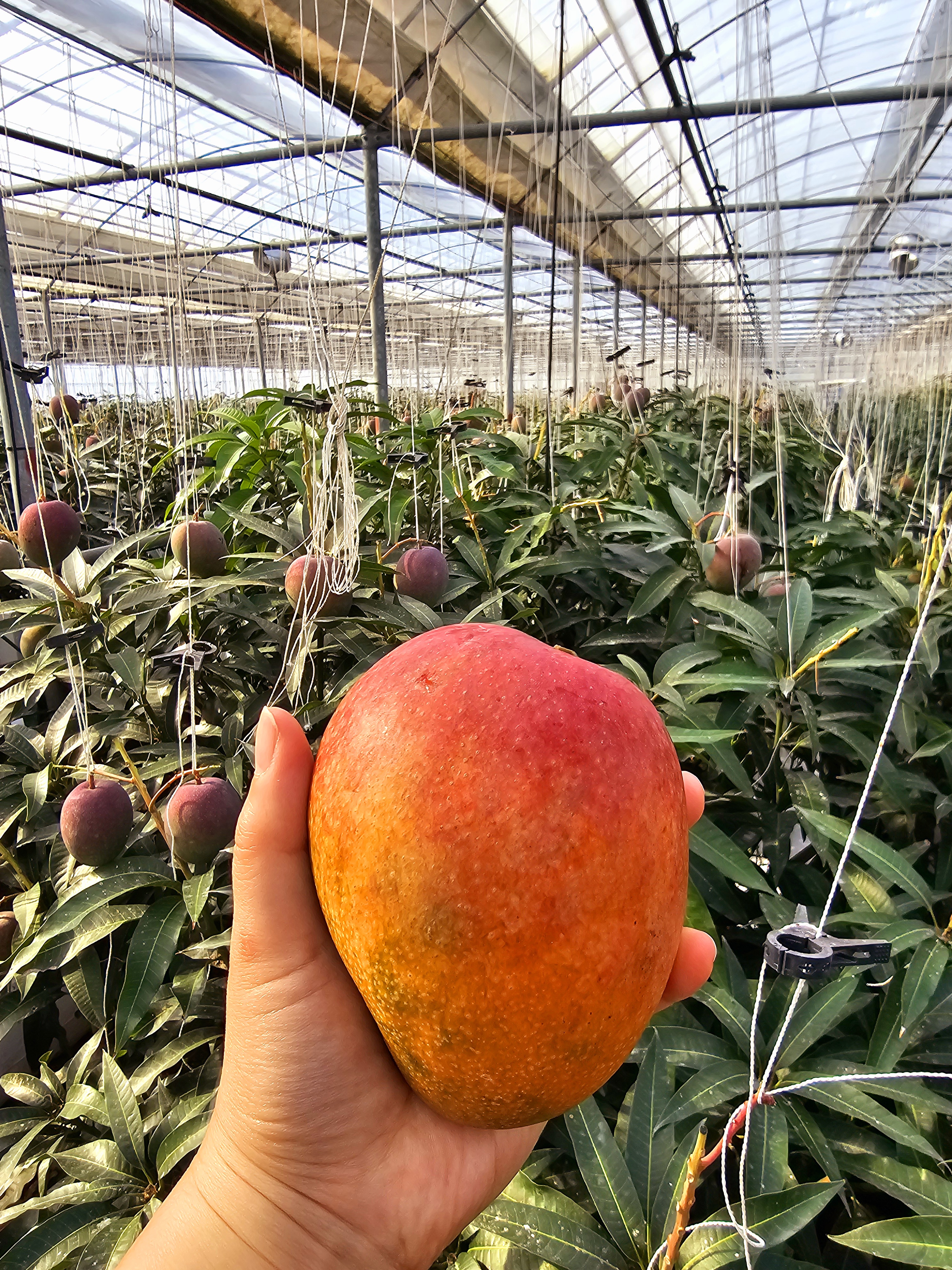 특급 호텔 납품 애플망고 농장 / 국내산 제주 서귀포 프리미엄 선물용 미니 2kg,3kg : 제주애플망고퀸