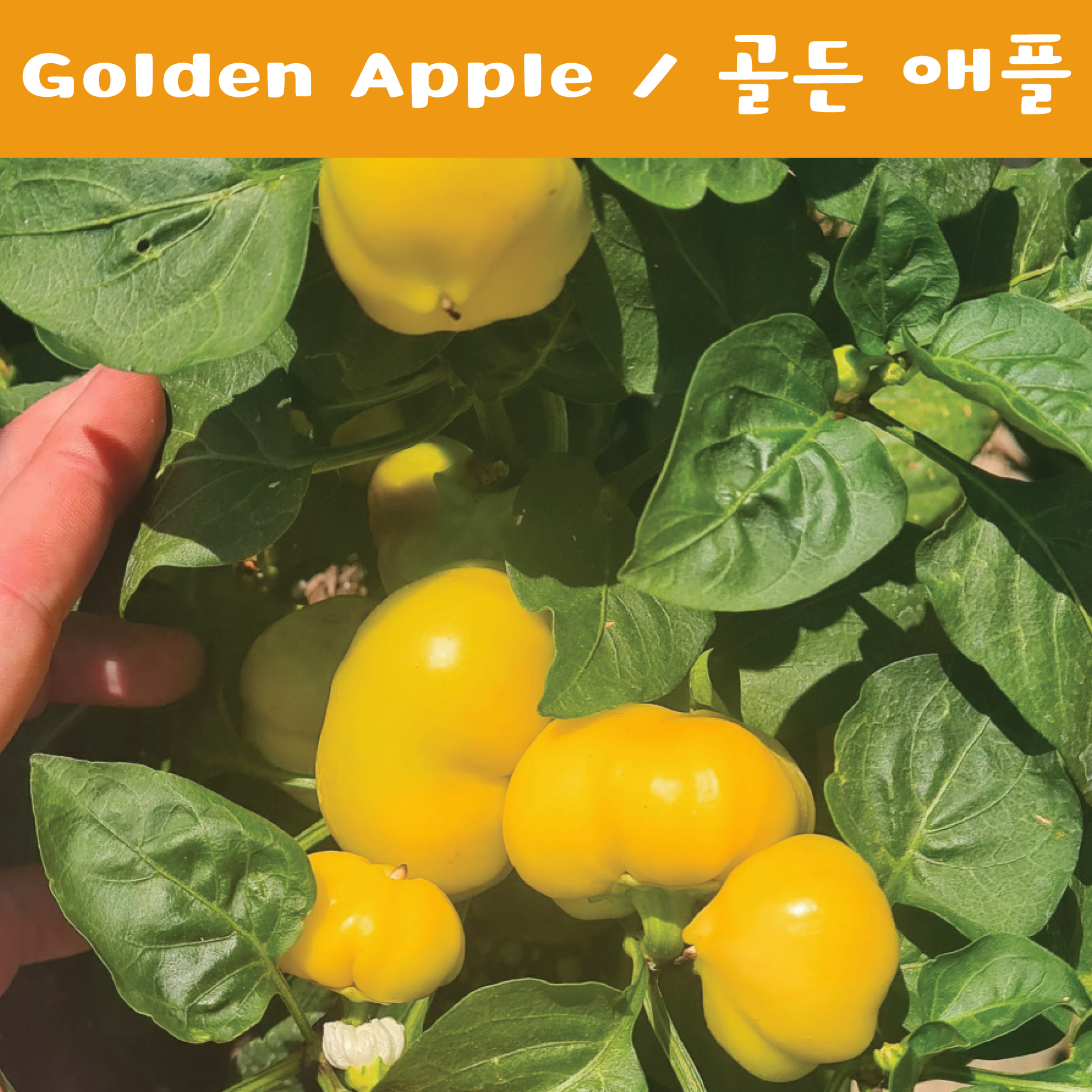 골든애플 Golden Apple  달콤한고추  파프리카  특수작물  모종 : 나만아는
