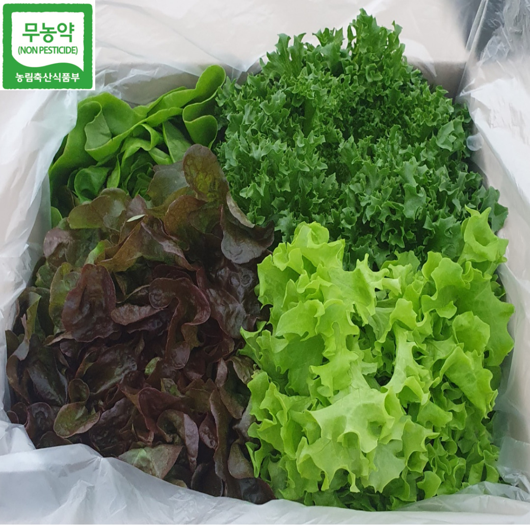 유러피안 샐러드 쌈 버터헤드 채소 야채  유럽 버터헤드 상추 채소 야채 1kg  싱싱봉봉 봉봉채소농장 무농약 인증 무료배송 : 싱싱봉봉