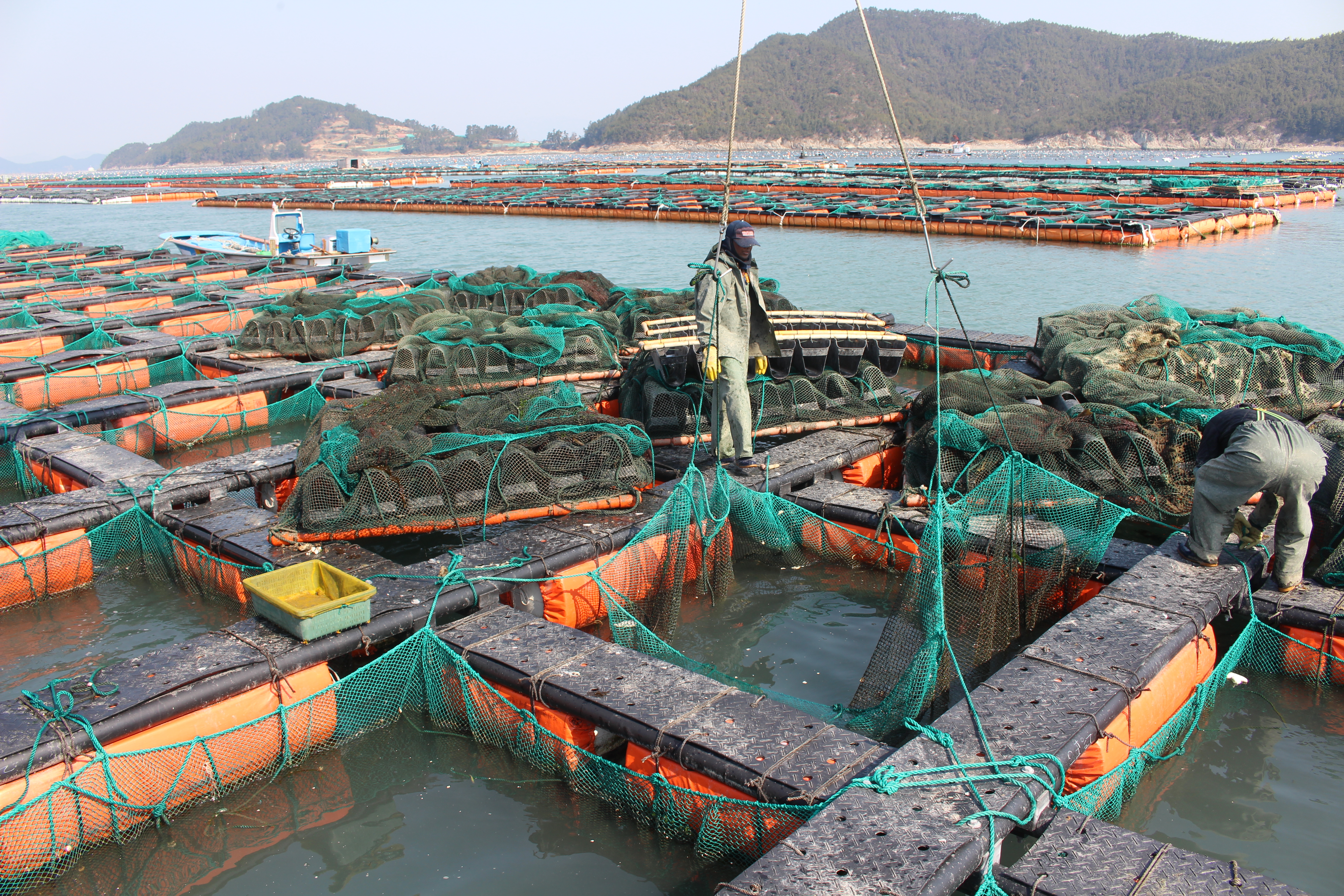 생산지직송 완도 전복 7-8미 1KG : 섬전복영어조합법인
