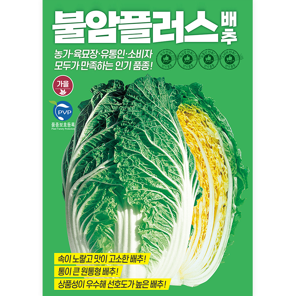 불암플러스 배추 종자 1000립  [25년포장] 김장배추 배추씨앗 노란배추 : 큰들상사