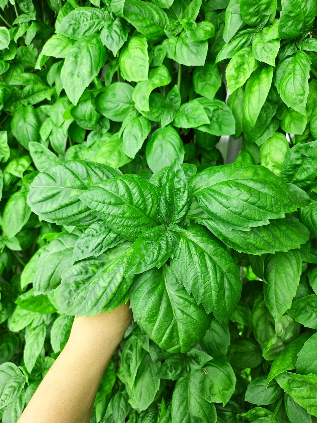 국산 [생바질 100g] 스위트 바질 스마트팜 식용 허브 : 소노팜 프레시마켓