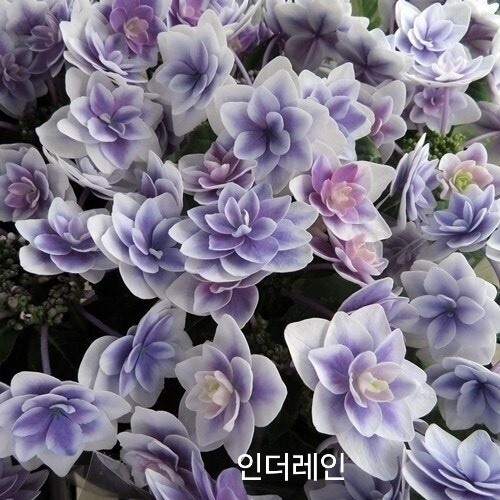 [플라워쇼룸] 수국 인더레인 소품 : 플라워쇼룸
