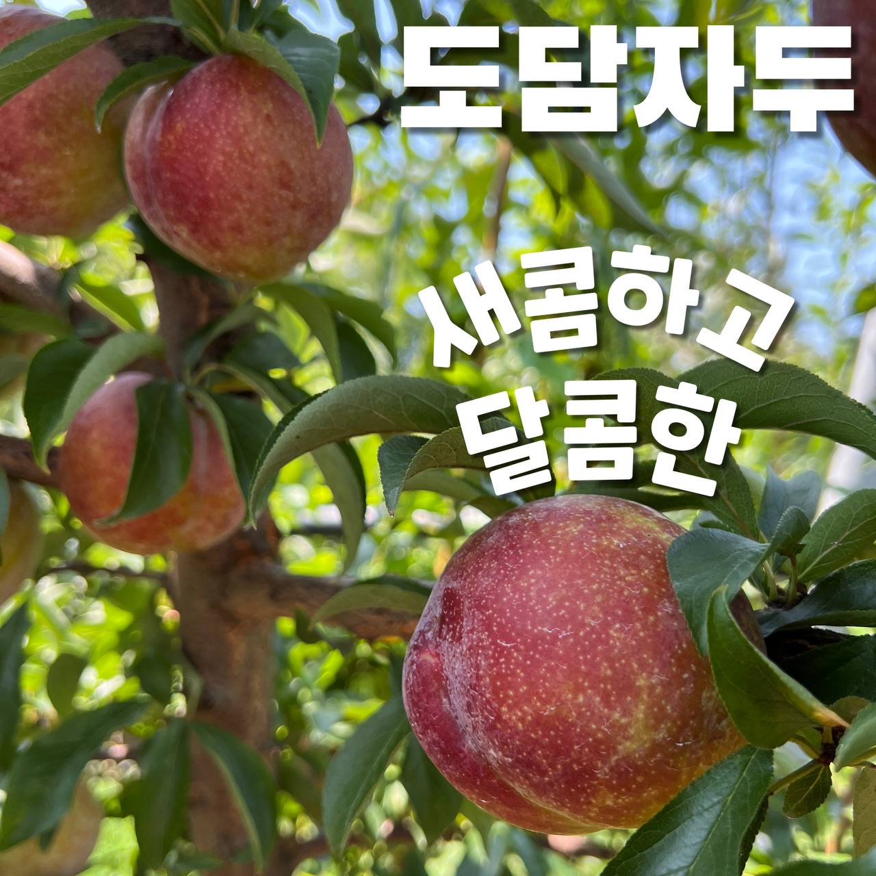 팜블리네 자두 The 큰자두 도담 추희 대석 후무사 햇자두 의성자두 옥자두 자두택배 : 집앞애딸기