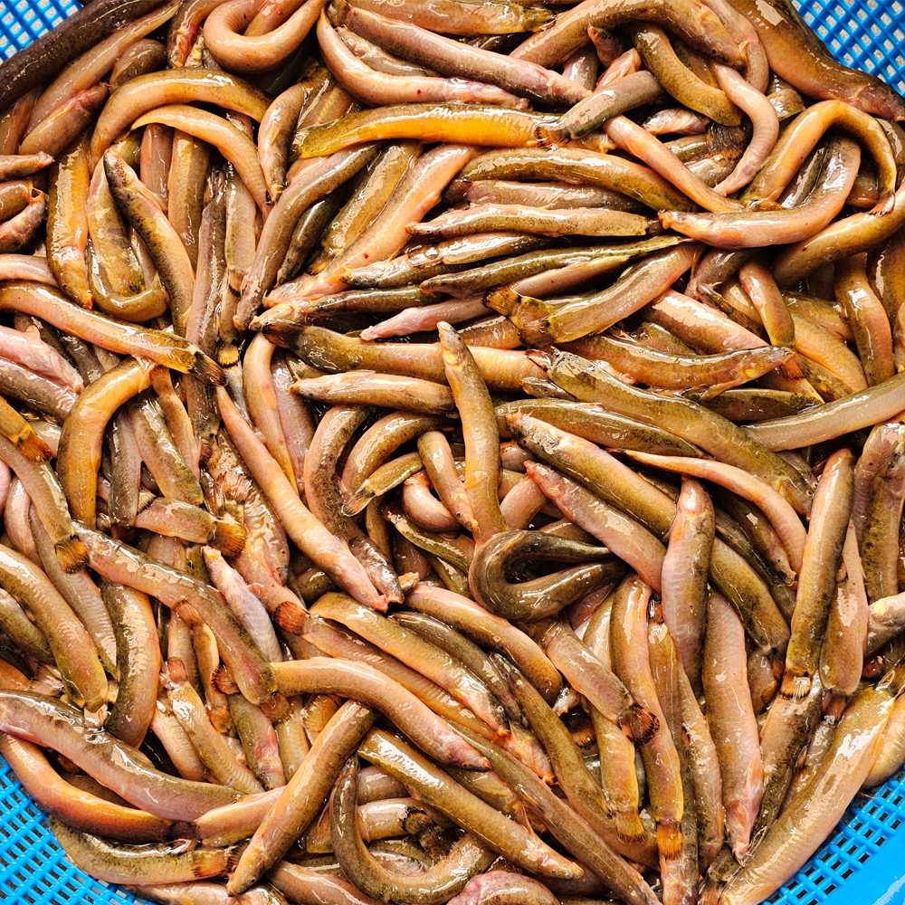 진짜 자연산 토종 미꾸라지 500g , 100%국내산 민물고기 추어탕 어죽 민물매운탕 : 자연나라다슬기