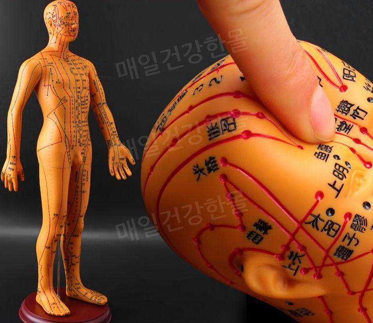 한의원 마네킹 인체 침술 모델 인형 전신모형 해부삭 : 매일건강한몰
