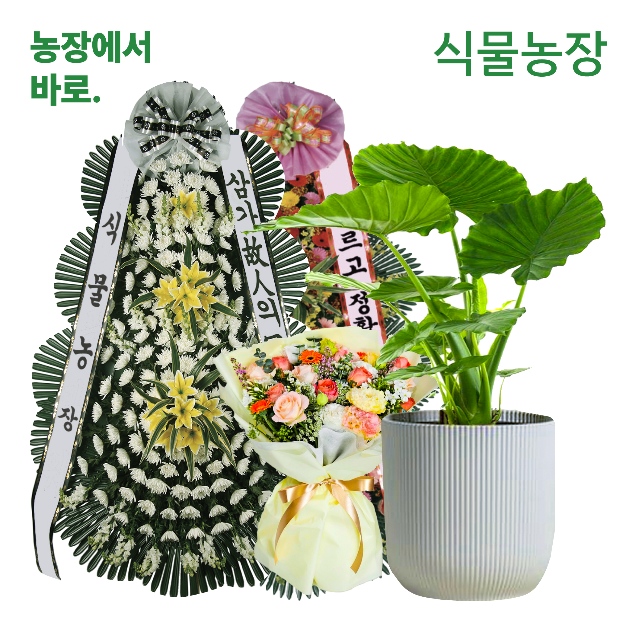 진주 화환 안양 근조화환 화성 축하화환 개업 화분 꽃배달 장례 장례식 결혼 결혼식 배달 : 축하화환 근조화환 개업화분