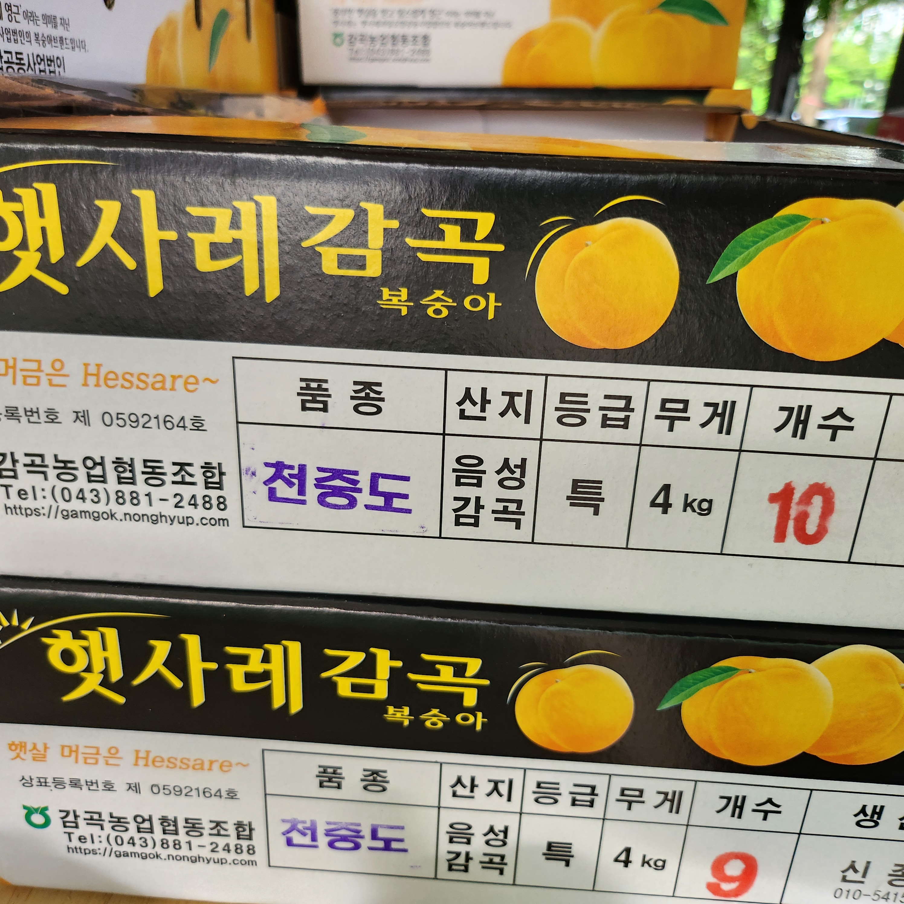 백도 : 알뜰청년단