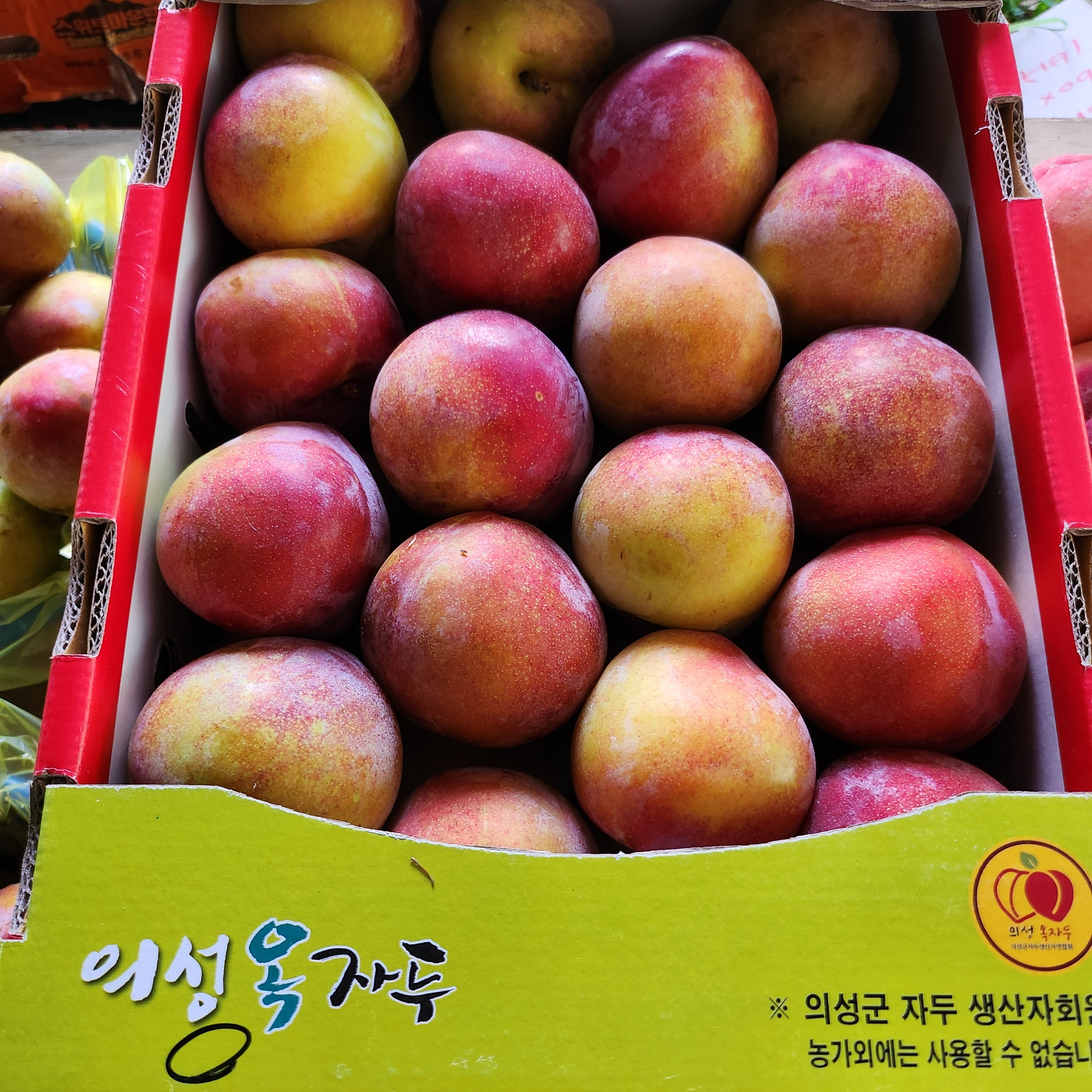 자두 : 알뜰청년단