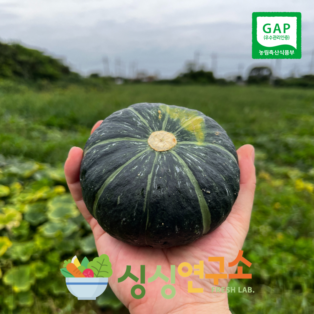 제주 우수농산물인증 특품 제주단호박 3kg 밤호박 미니단호박 : 싱싱 연구소